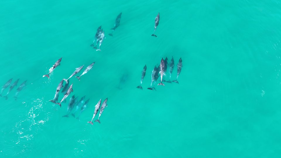 A pod of dolphins in the turquoise shallows off Tergniet
