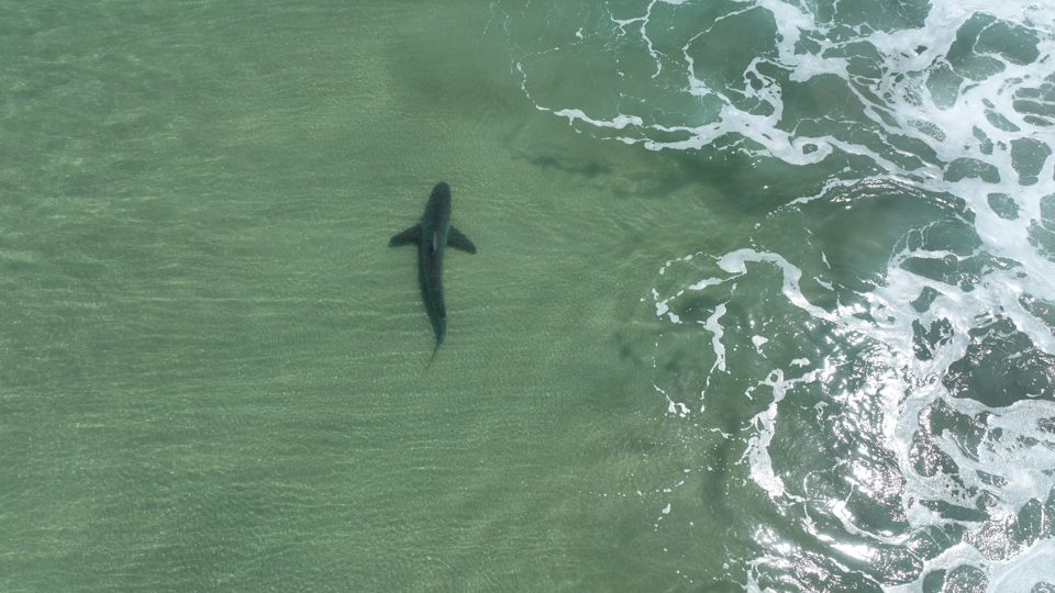 A shark cruising the clear shallows behind the surf line