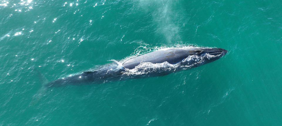 A whale blowing off the beach